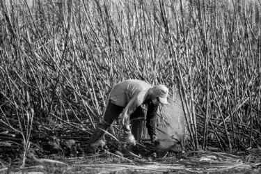 Best Way to Do Eco and Agriculture